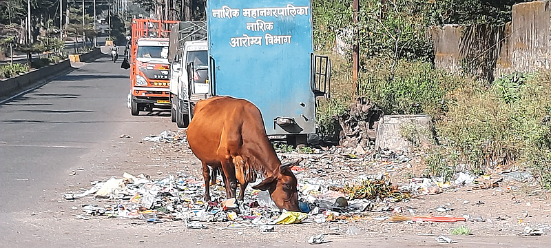 in Panchvati Cow eating plastic in garbage