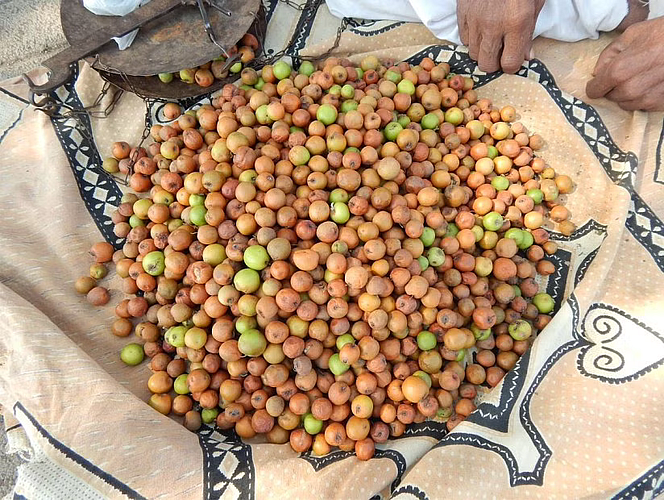 Ber Fruit