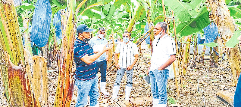 Davao Agriculture Bhushan Premanand Mahajan Prashant Mahajan Vishal Agrawal while inspecting the banana plantation here