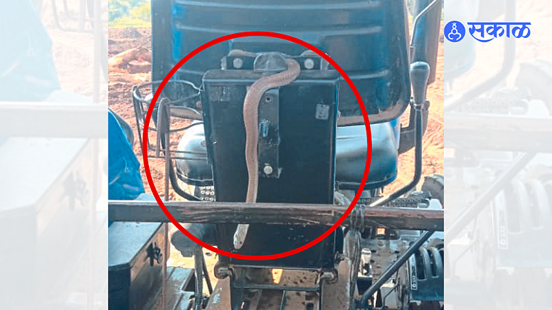 A snake under Vilas More's tractor at khamkheda