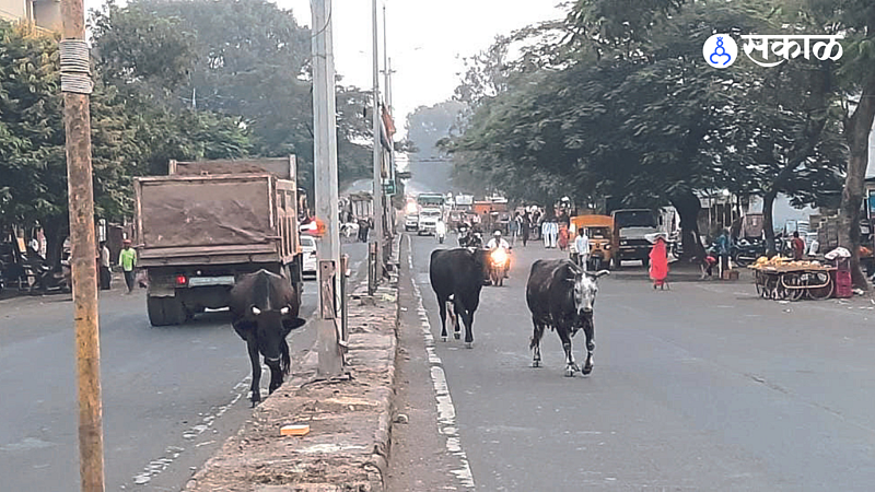 The roads in panchavati are lined with loose animals.