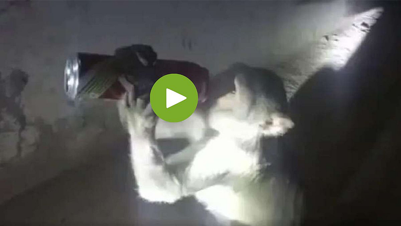 Viral Video