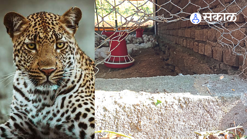 Poultry farm net broken by leopard.