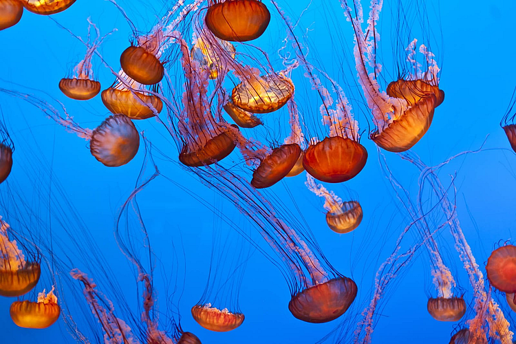 World Jellyfish Day