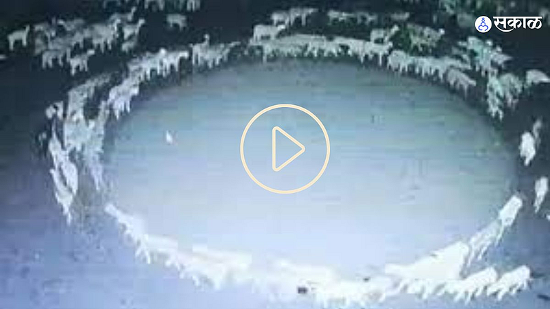 Sheep Viral Video
