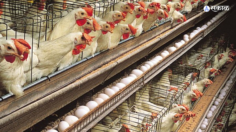 Govt permission for Poultry Project