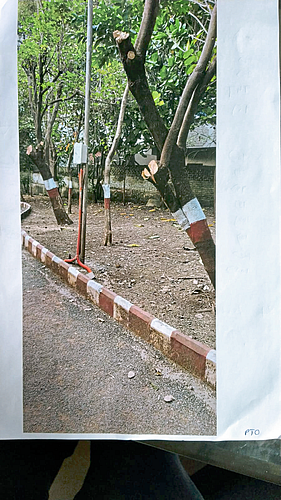 वृक्षतोडीविरोधात सह्यांची
निगडीमध्ये मोहीम