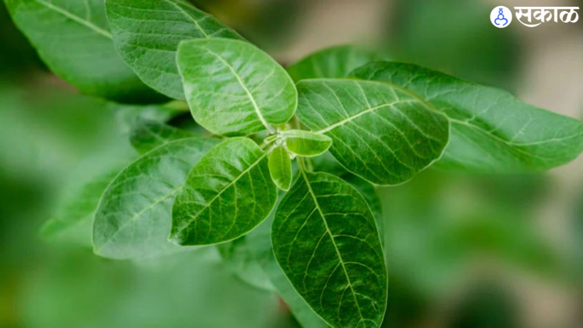 ashwagandha leaves