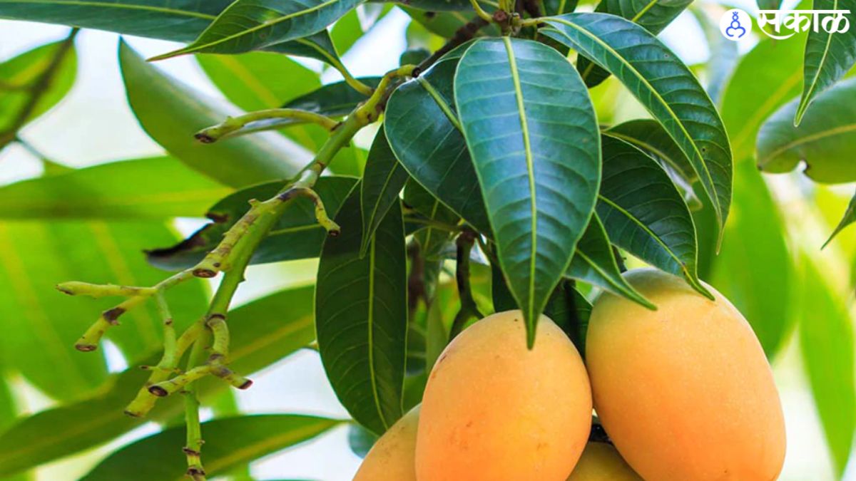 mango leaves