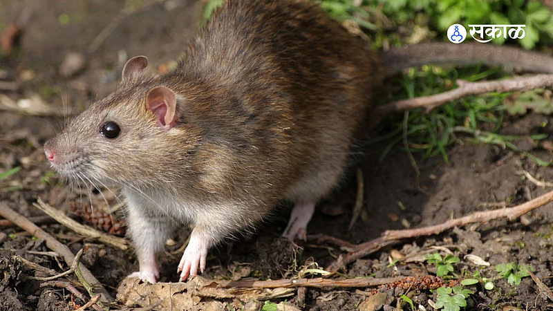Rat