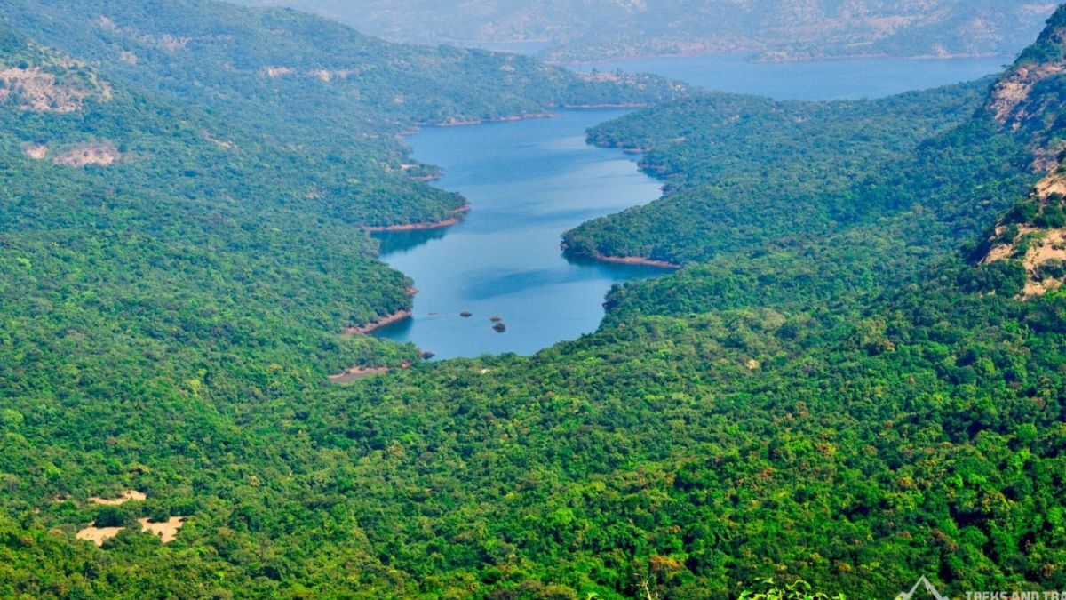 Vasota Jungle