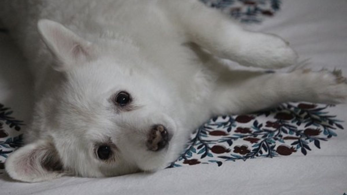 Pet Care Tips