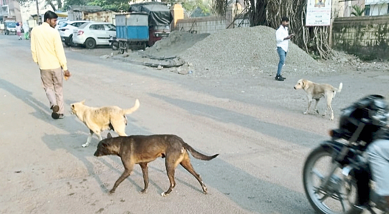 वडगावात कुत्र्यांचा बंदोबस्त
करण्याची मागणी