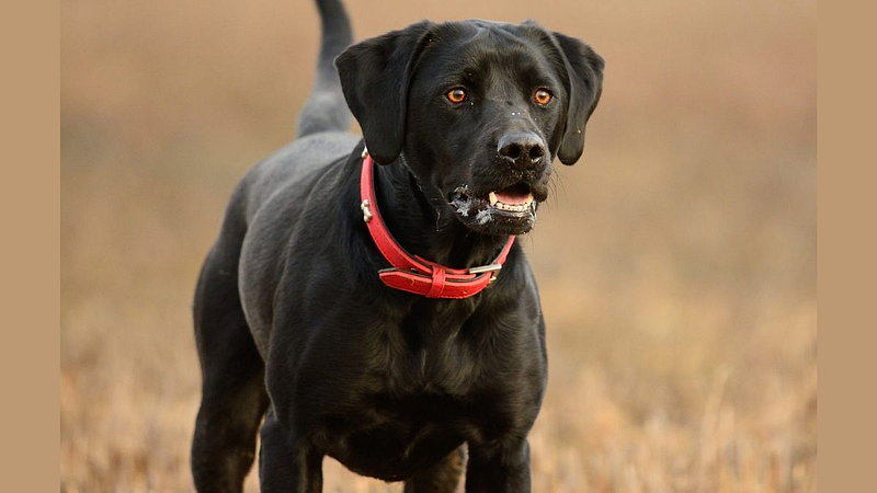 Dog Satara Crime News