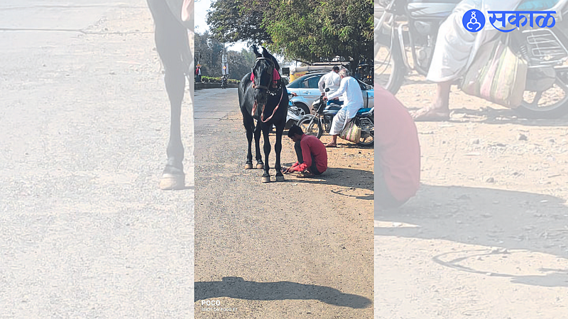 Jalgaon: Young men pulling horses' hoofs