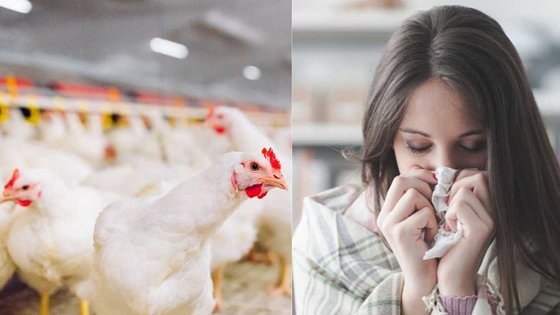 Bird Flu