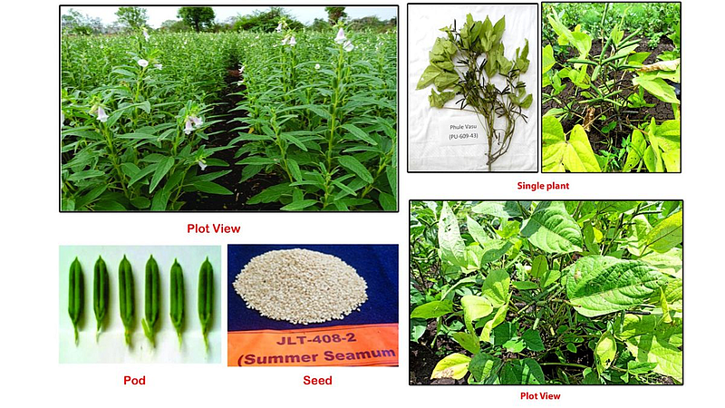 National recognition seven new varieties of crop Mahatma Phule Agricultural University