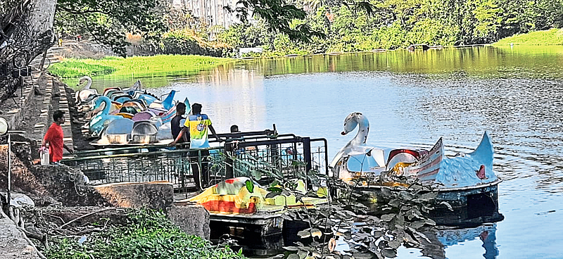 विकेंडसाठी नॅशनल पार्क,राणी बागेत ही पर्यटकांची गर्दी : पेंग्विन सह बोटिंग,सिंह-टायगर सफारी ला पसंती