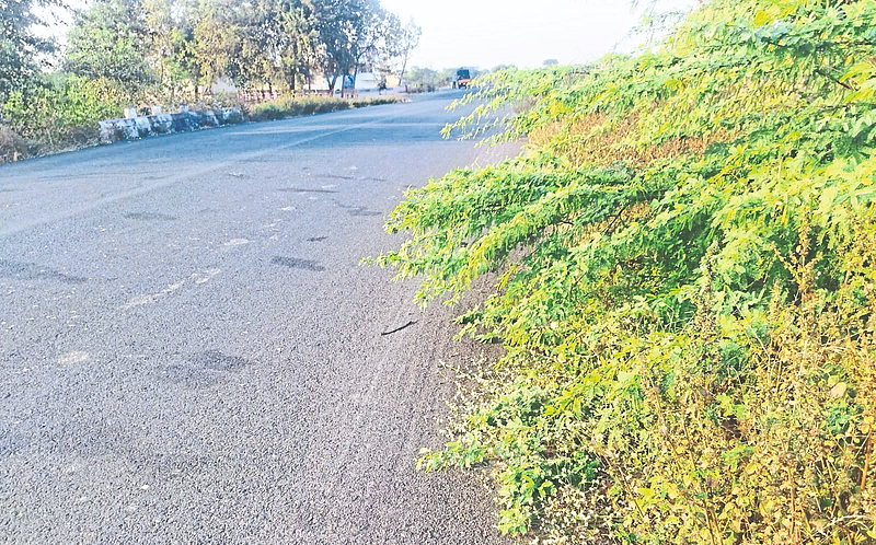 On the way to Wakhari, the winding road in front of the Panchmukhi temple is covered with thorn bushes.