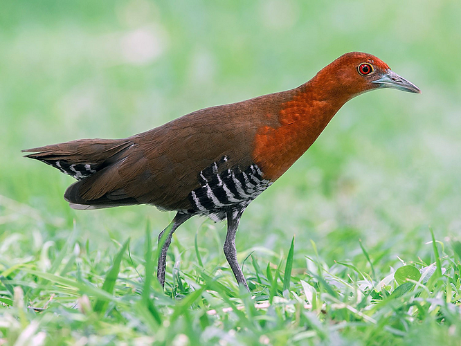 Slaty Legged Crake