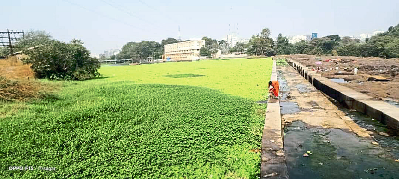 रावेत बंधाऱ्यातील
जलपर्णी हटविण्याची मागणी