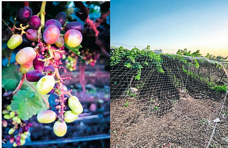 Pimpalgaon Baswant: In the grape orchard of Sudhakar Mengane here, the damage to grape bunches due to attack by bats and in the second photo, netting on the orchard to prevent bat attacks