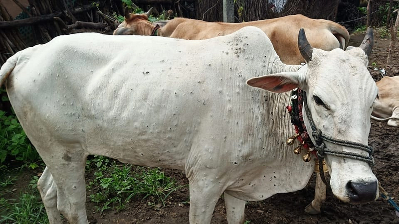 Lumpy skin disease killed six animals in Chiplun