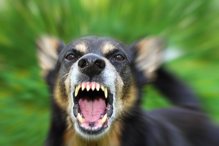 Stray Dog