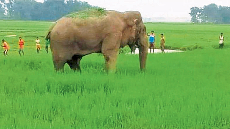 Elephant