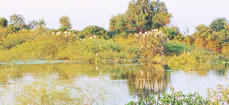 Mhasadi (T.Sakri): A school of herons in search of food in the Pazar (Katiware) pond on the Umrad drain on the Deur road here