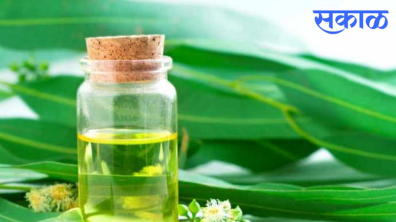 Eucalyptus Oil