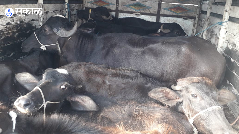 Cattle rescued