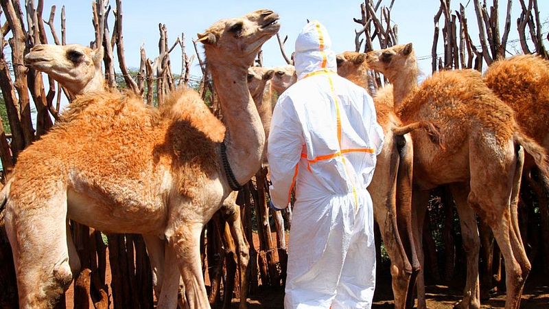 Camel Flu