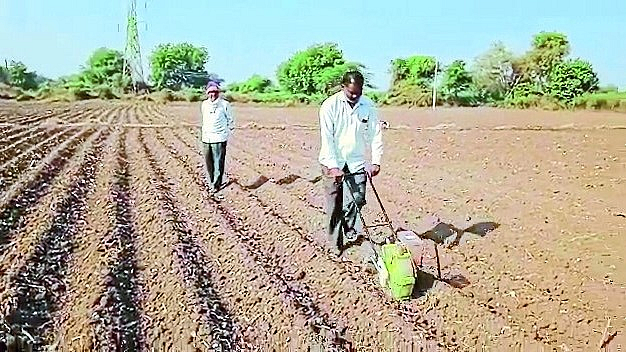 Sowing wheat
