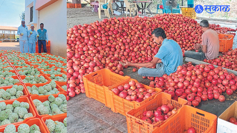 Laborers packing pomegranates & Farmers Subhash Bhamre, Rajendra Bhamre, Sahebrao Bhamre inspecting sitafal before packing.