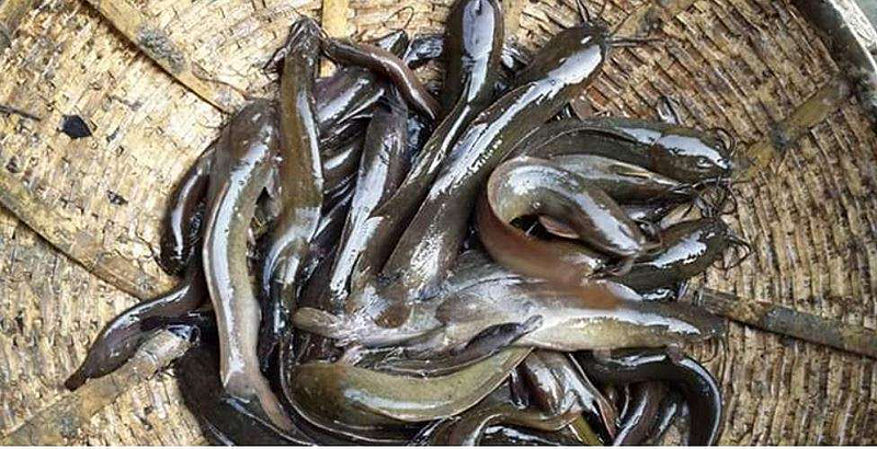 Magur Fish