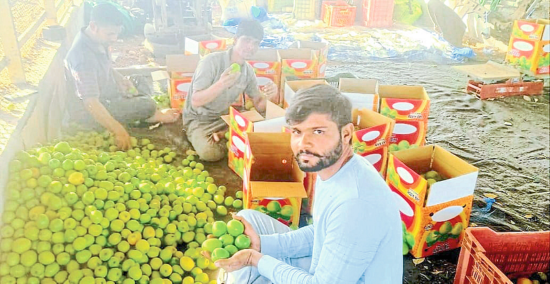 Anand Thackeray sorting apple bore