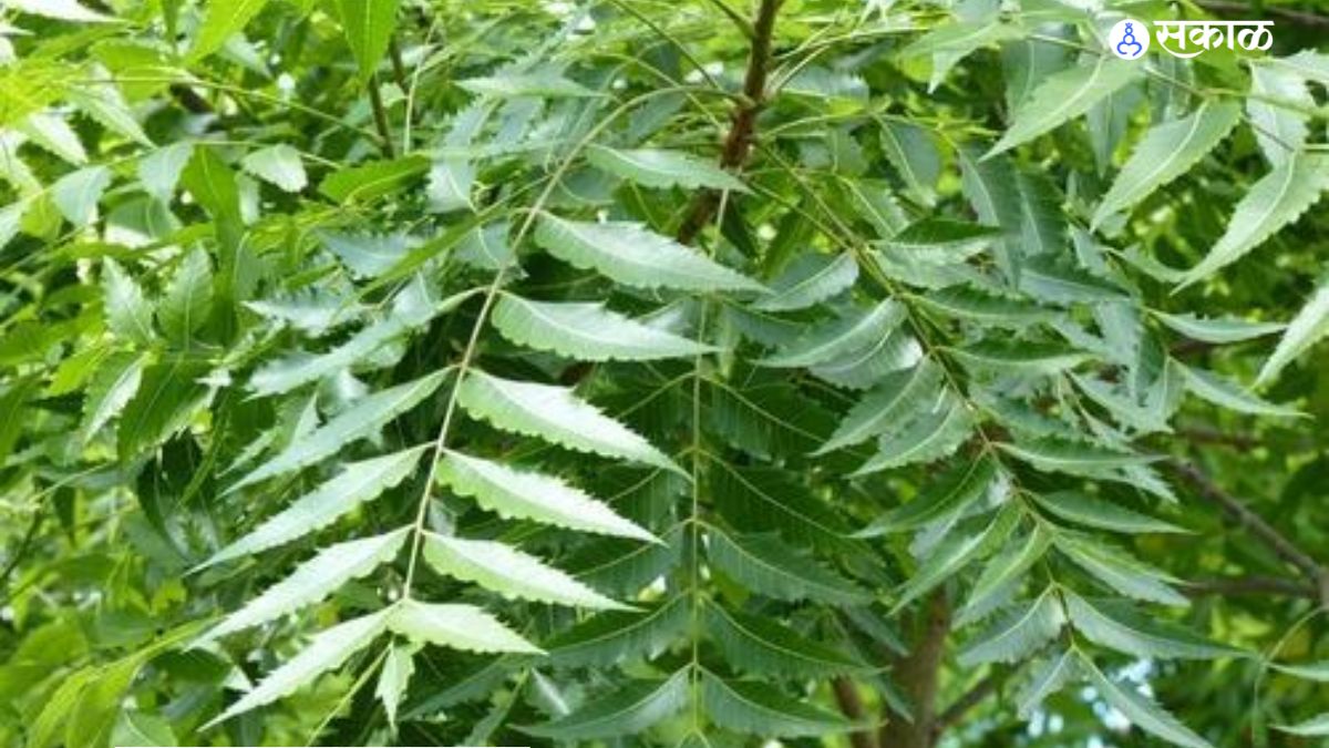 Dandruff Treatment