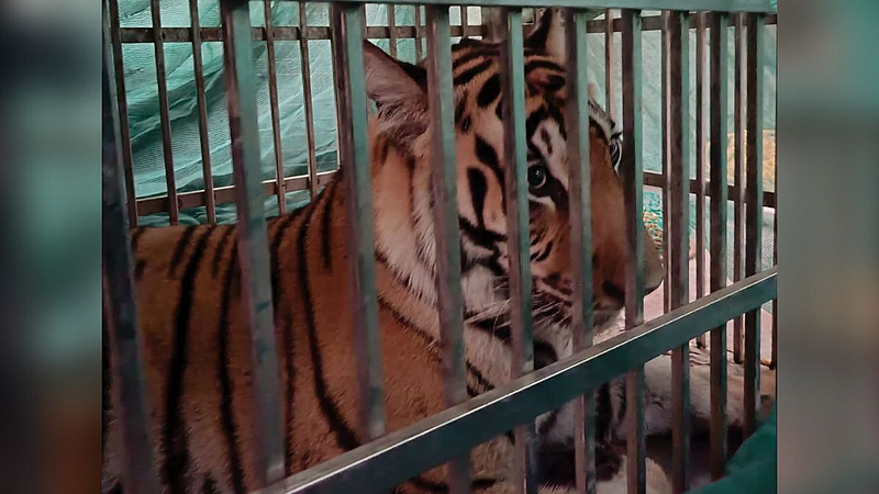 villagers forest department tiger hiding in Mandesar for 8 days caught