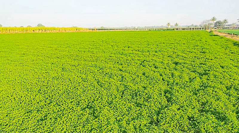 A blooming mint farm in Pankaj Bhandare's farm.