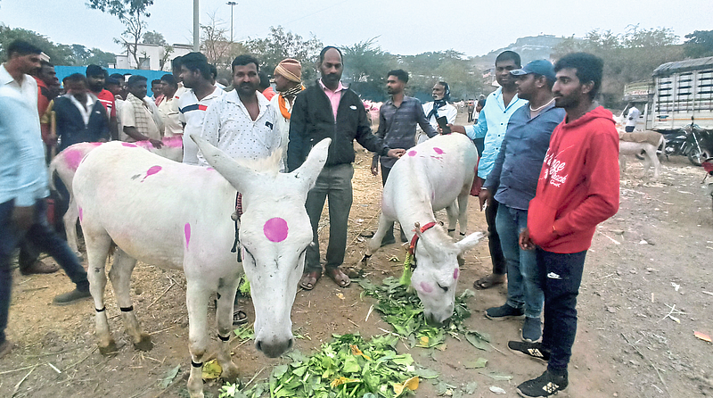 जेजुरीत गाढवांना लाखाचा भाव!