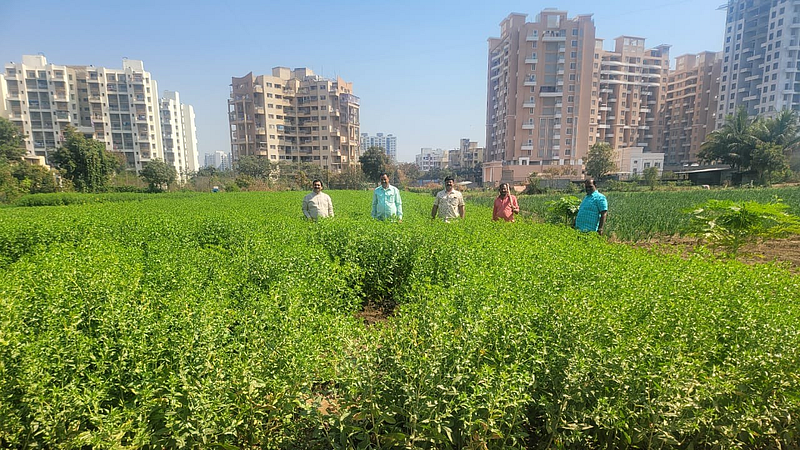 Organic farming of sorghum onion Undri pune agriculture