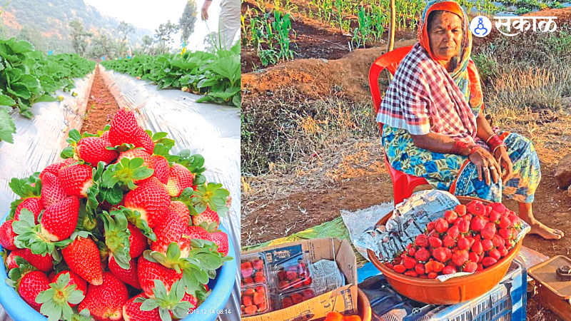 Red-spotted strawberries grown here. In the second photo, Mohnabai Gawli, a tribal woman selling strawberries in Borgaon.