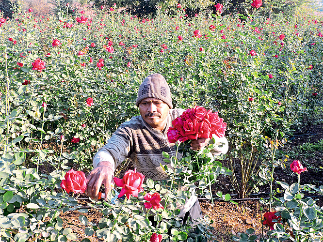 Ranmala: Farmer Deepak Gawde pruning roses on Wednesday. Prasad Gawde picking marigolds in the second picture