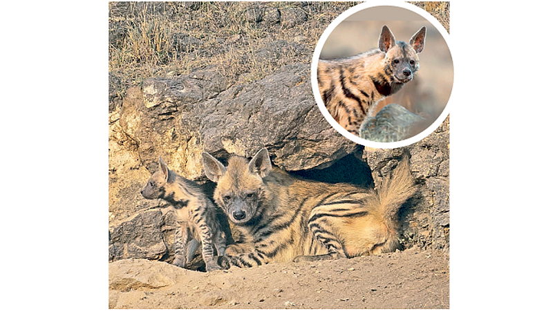 Wild Animal Taras