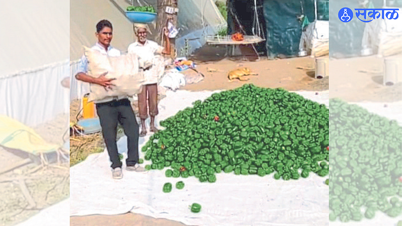 Dhule: Capsicum growing young farmer Chandrakant Borse.