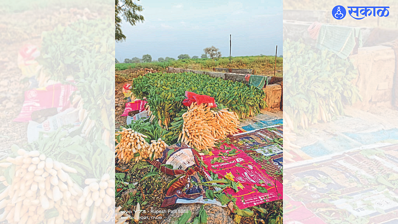 Radish collected for market.