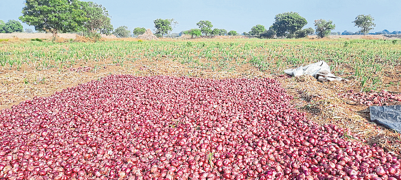 Harvested onions for sale.