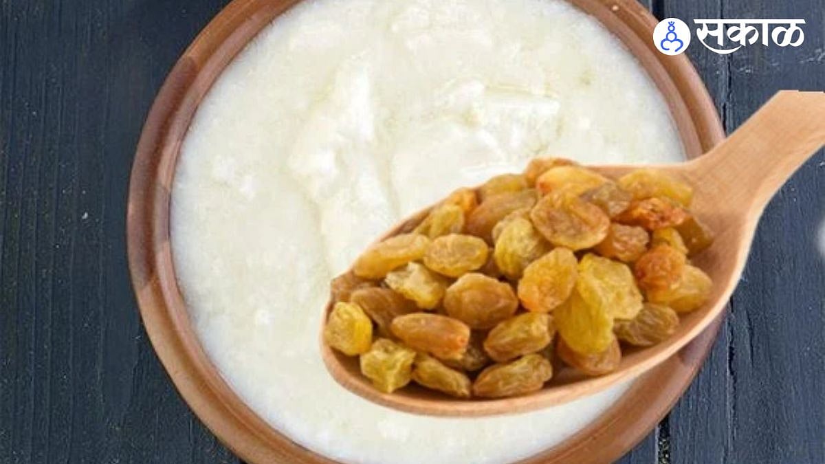 Curd And Raisins Benefits दही आणि मणूके एकत्र खाण्याचे भरमसाठ फायदे