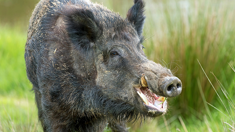 One person injured in wild boar attack at Shivri pune